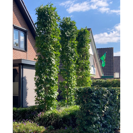 zuilamberbomen in de tuin