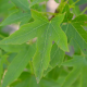 blad liquidambar