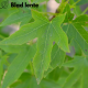 Amberboom, Liquidambar styraciflua