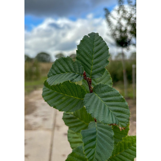 Leibeuk, Carpinus betulus Lucas bestellen? | Vinkbomen.nl