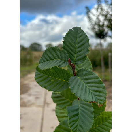 Leibeuk, Carpinus betulus Lucas bestellen? | Vinkbomen.nl