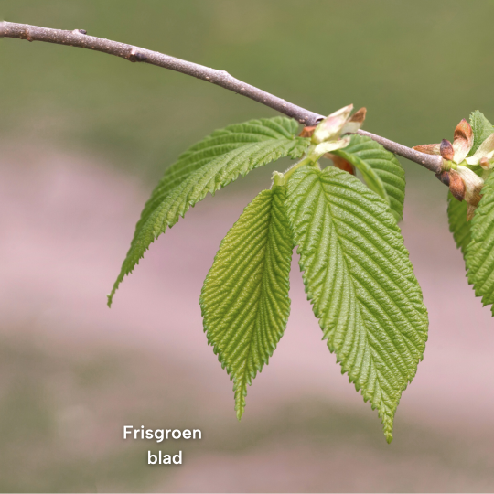 blad carpinus
