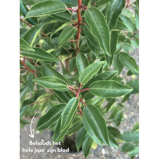 Portugese Laurier Leiboom kopen? | Topkwaliteit bij Vinkbomen