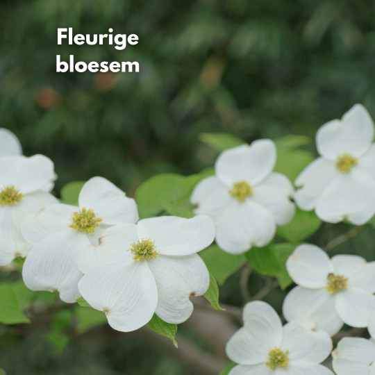 Cornus florida kopen? | Bestel voordelig bij Vinkbomen.nl