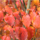 Cornus kousa ‘Chinensis herfst