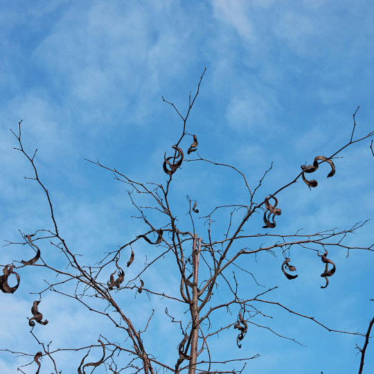 Gleditsia triacanthos ‘Inermis’