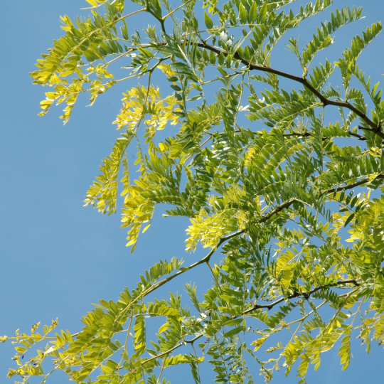 Gleditsia triacanthos ‘Inermis’
