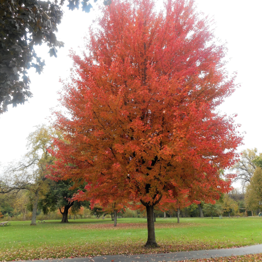 rode esdoorn als boom