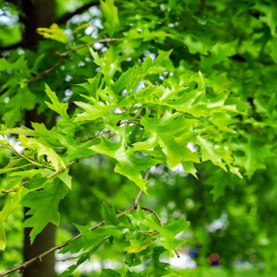 Quercus Palustris, moeraseik