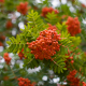 Sorbus aucuparia