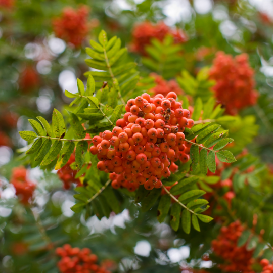 Sorbus aucuparia