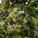 Tilia cordata