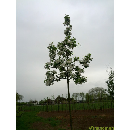 Malus red Sentinel, Sierappel