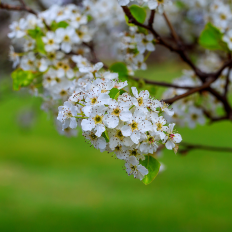 Prunus avium bloesem