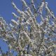 Prunus avium