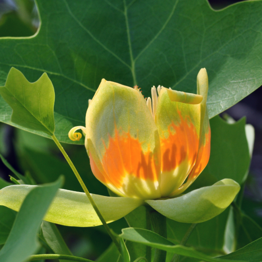 Liriodendron tulipifera close up