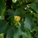 bloem Liriodendron tulipifera