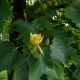 bloem Liriodendron tulipifera