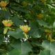 Liriodendron tulipifera