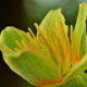 Liriodendron tulipifera close up