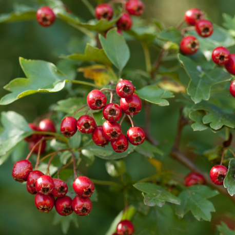 Crataegus monogyna besjes