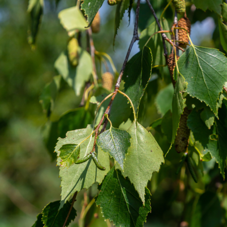 Betula pendula blad