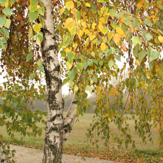 Betula pendula bosplantsoen