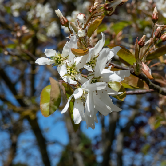Amelanchier lamarckii bloem