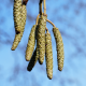 Alnus cordata katjes