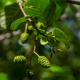 Alnus cordata vruchtjes