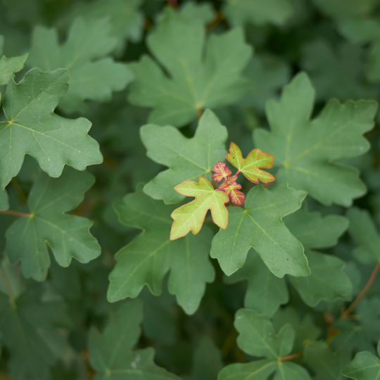 Acer campestre, veldesdoorn bestellen? | Kijk nu op Vinkbomen.nl