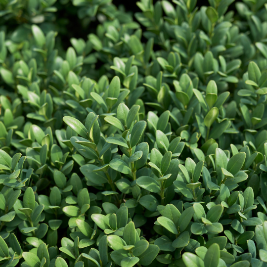 Buxus Sempervirens