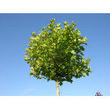 Platanus hisp. Alphens Globe, Bolplataan