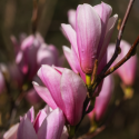 Magnolia ‘Galaxy’ boom kopen? | Rijke roze bloei | Vinkbomen