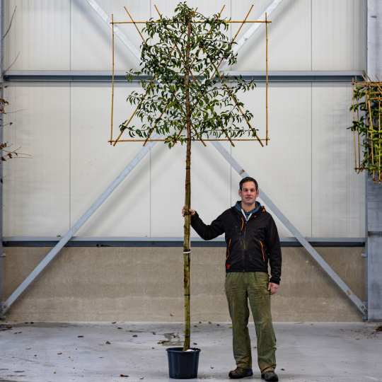 portugese laurier leiboom