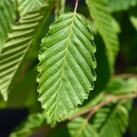 carpinus betulus blad