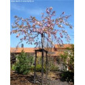 Bolkers, Prunus Kiku-Shidare