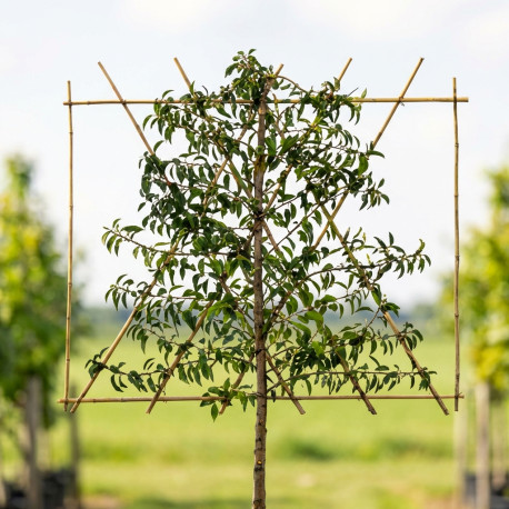 portugese laurier leirek