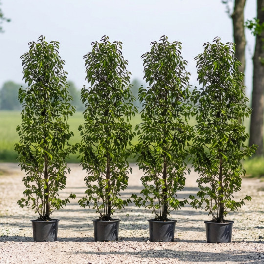 portugese laurierhaag