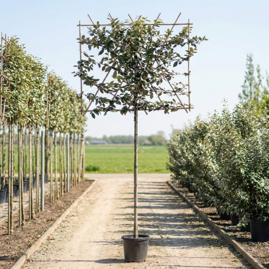 olijfwilg als leiboom