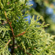 thuja brabant detail