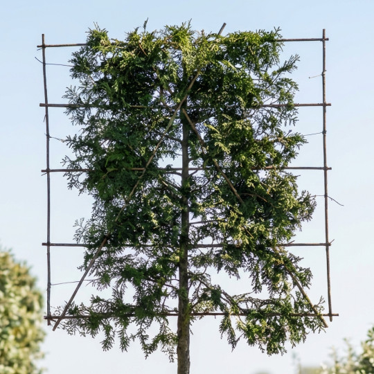 leirek thuja brabant