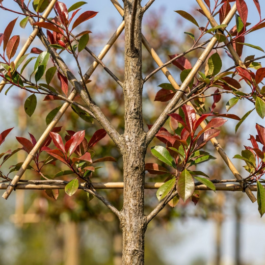 leiphotinia details