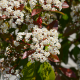 Leiphotinia bloemen
