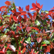 Leiphotinia bladeren