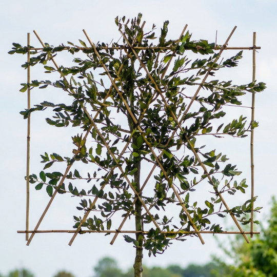 steeneik als leiboom