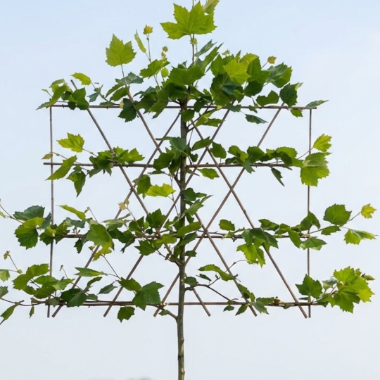 leirek van de leiplataan