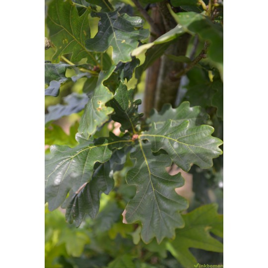 Wintereik, Quercus Petraea