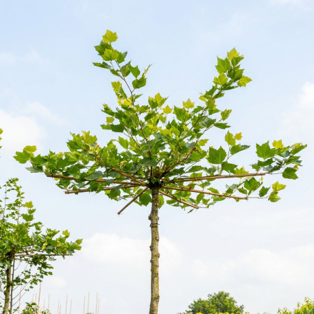 Dakplataan kopen? Plataan boom als parasol