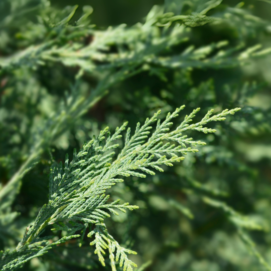 Italiaanse cipres: Mediterrane sfeer in uw tuin